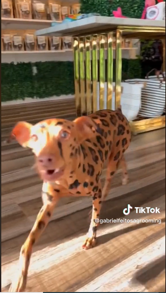 a spotted American Bobtail Cat