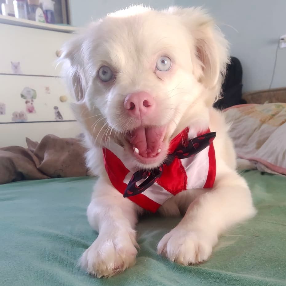 Nayara Mitsumori the Albino Dog