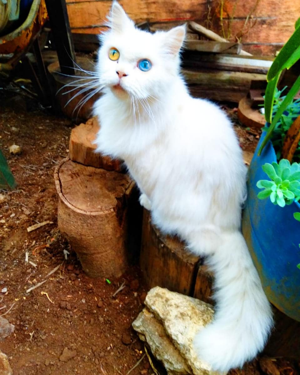 Fluff Snowbell the heterochromia cat