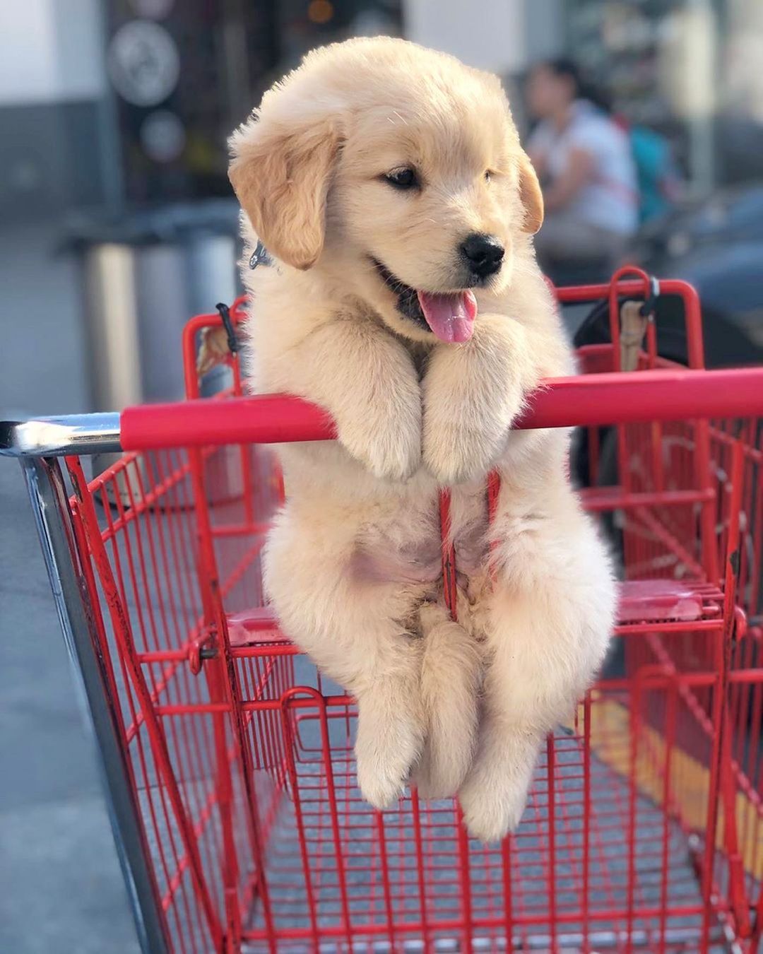 Coco the Golden Retriever