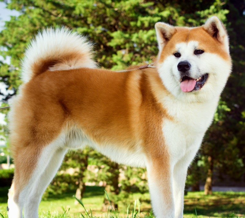 Akita dog