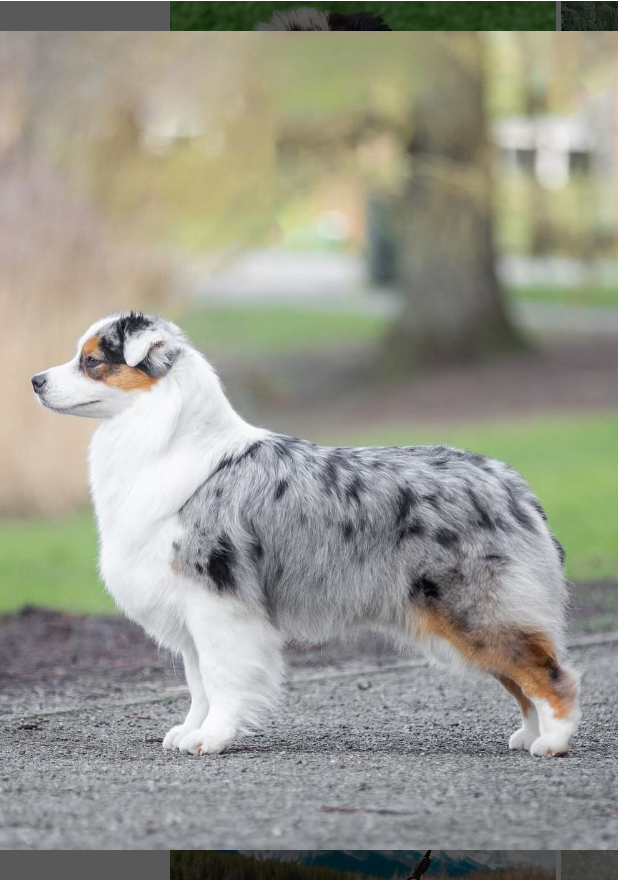 A well-groomed Australian Shepherd
