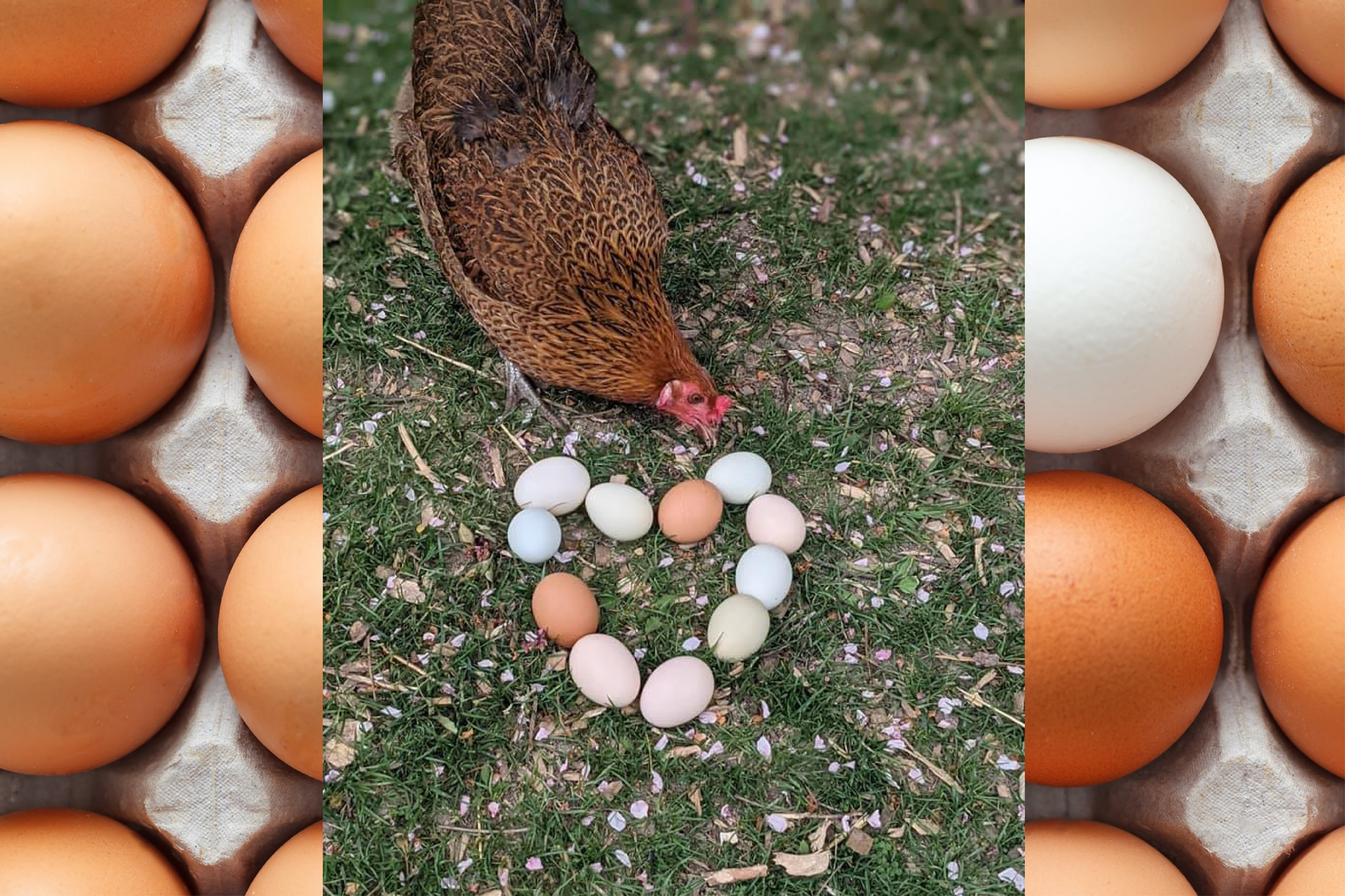 A hen and eggs