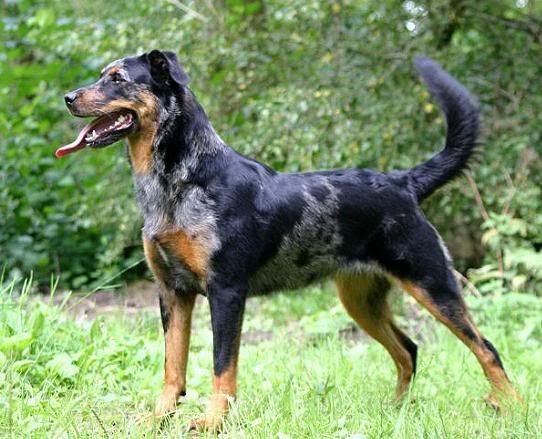 A Beauceron dog standing in a field