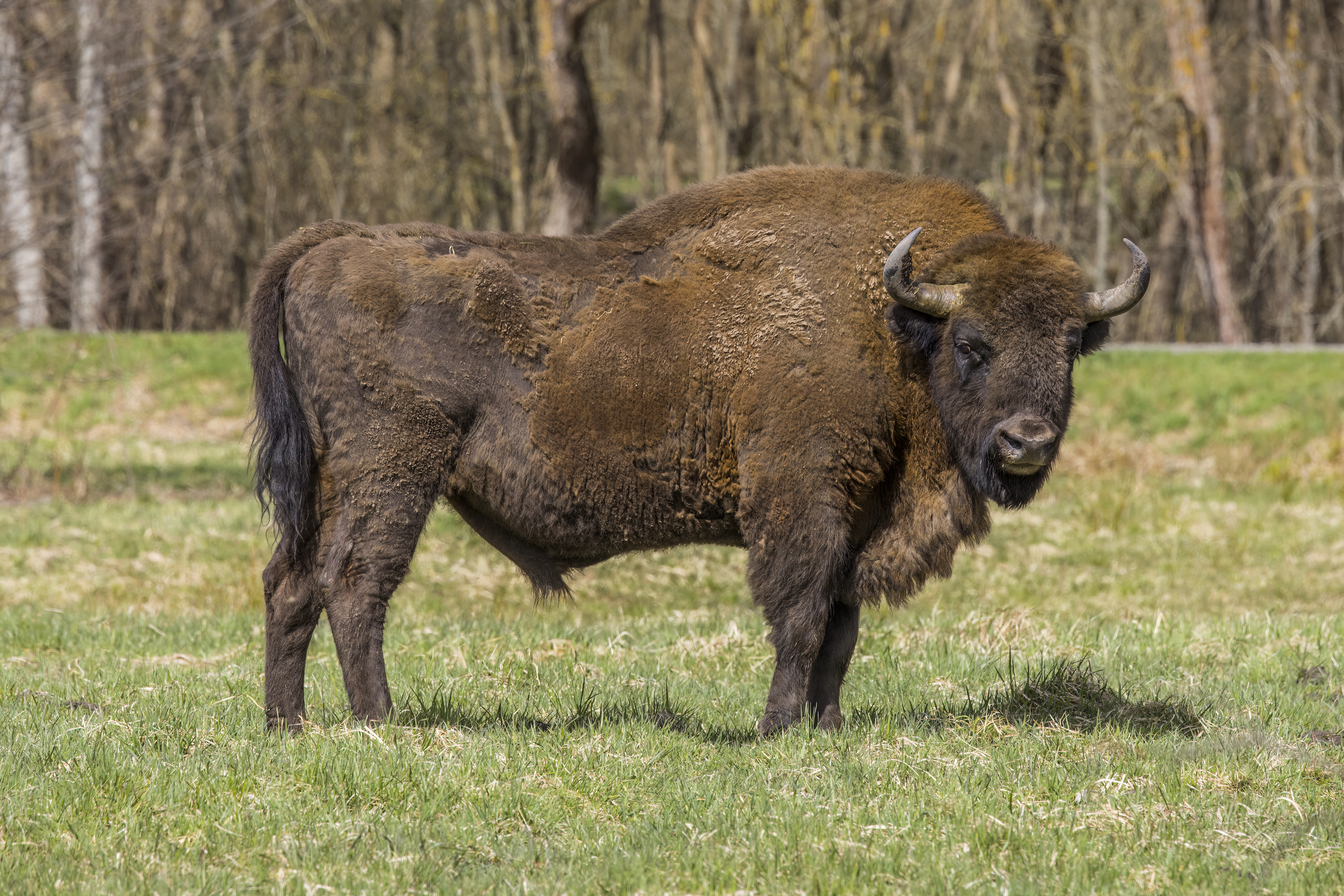 A European bison