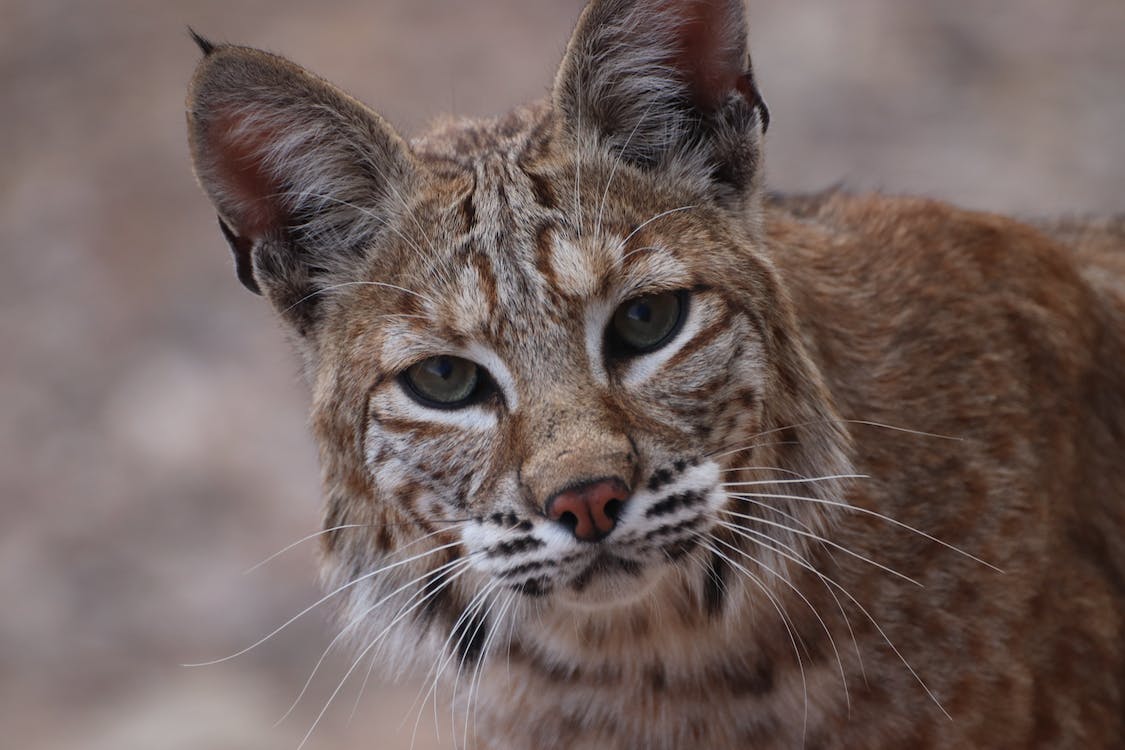 a Bobcat