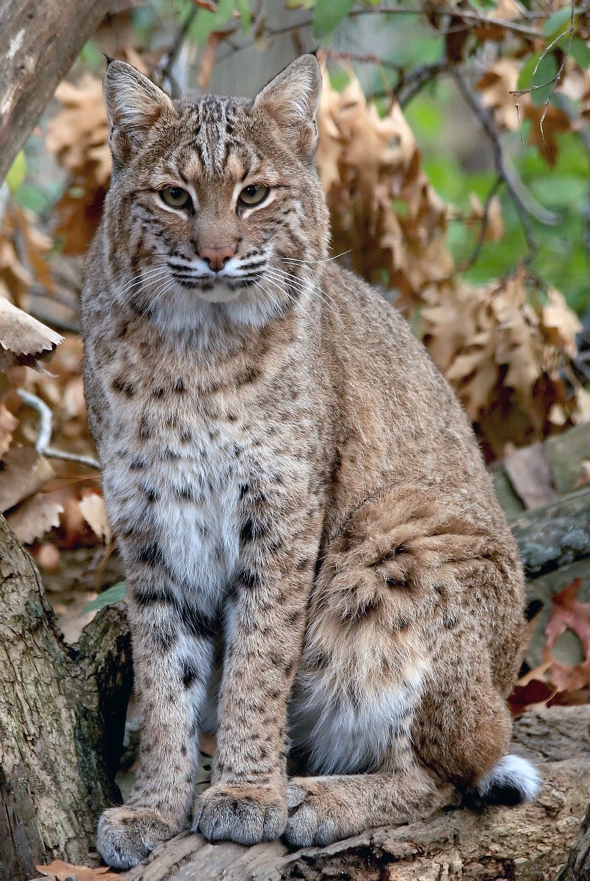A Bobcat in Iowa