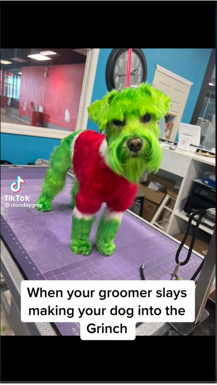 Dog dyed green