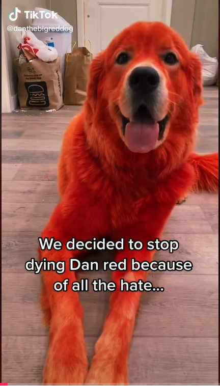 Dan the big red dog
