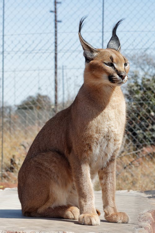 A captive Caracal
