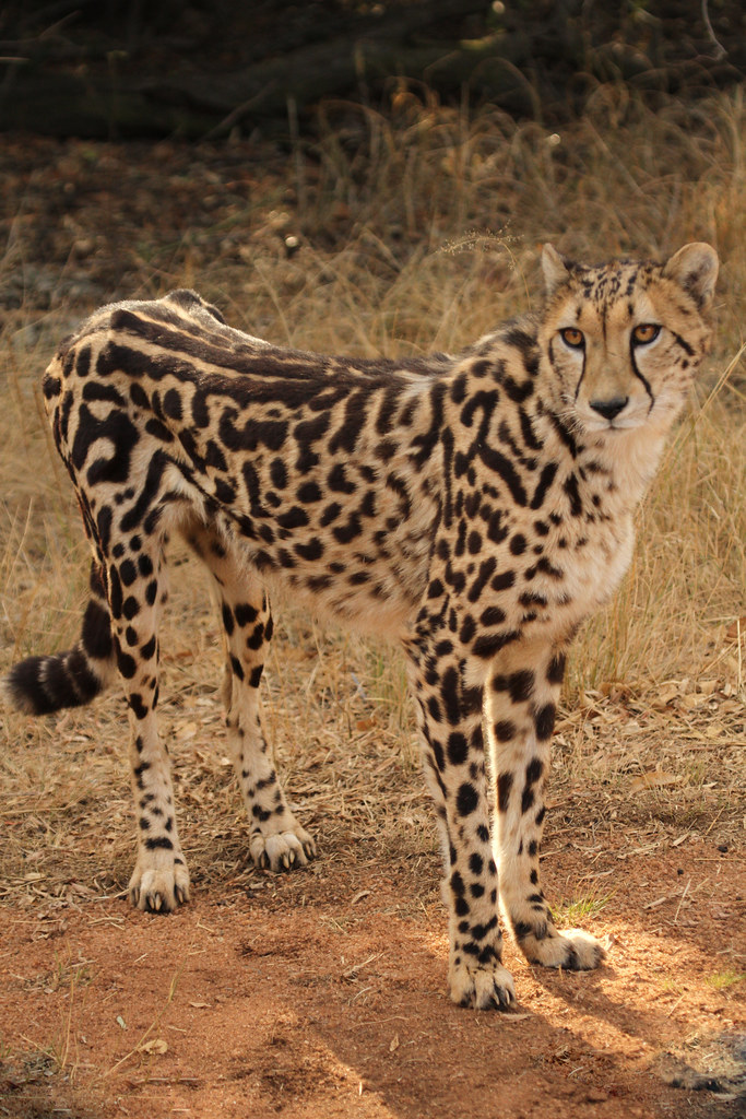 Cheetahs are not allowed as pets in Florida