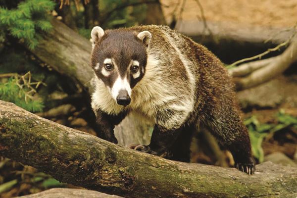a Coati in the wild
