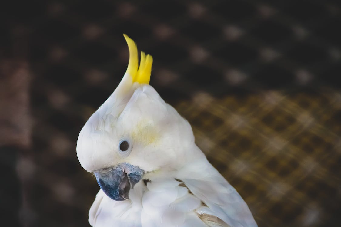 A Cockatoo