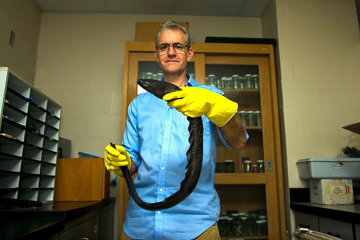 UCF Professor Will Crampton holding an electric eel