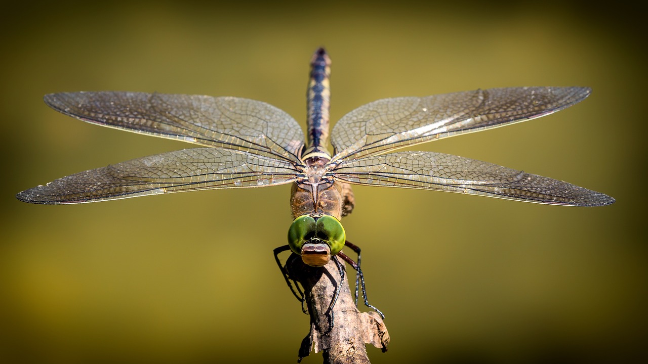 A beautiful dragonfly