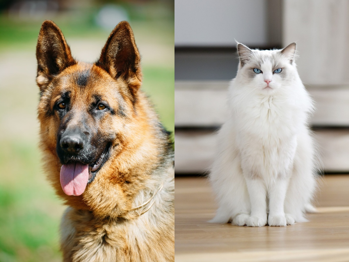 A German Shepherd and a Ragdoll Cat