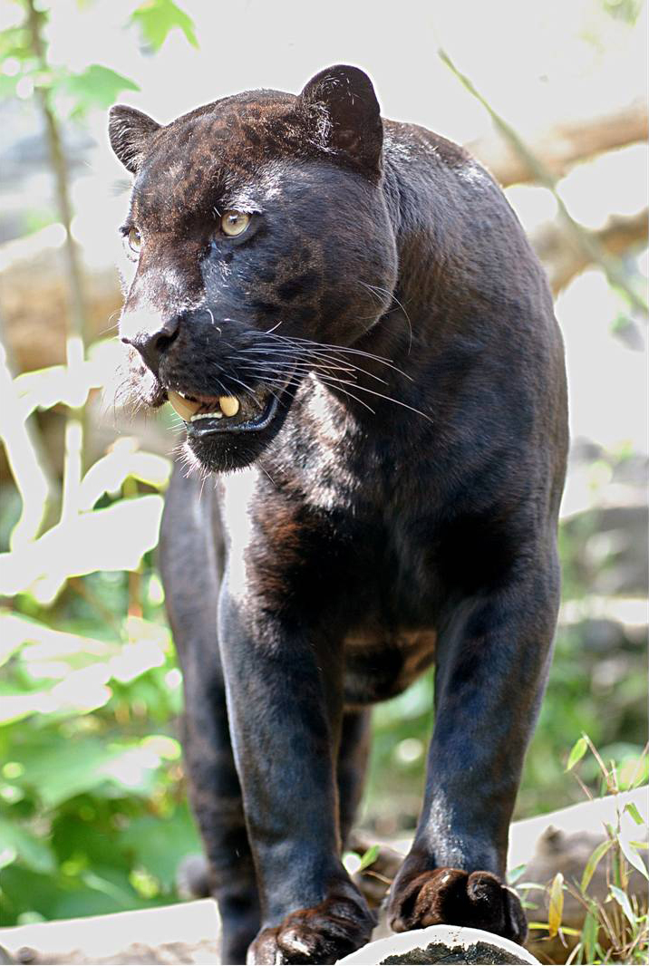 Jaguars are not to be kept as pets in Florida