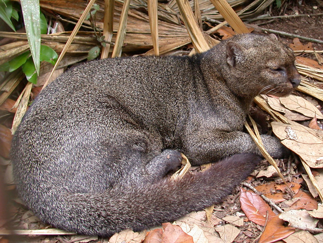 A Jaguarundi in Captivity