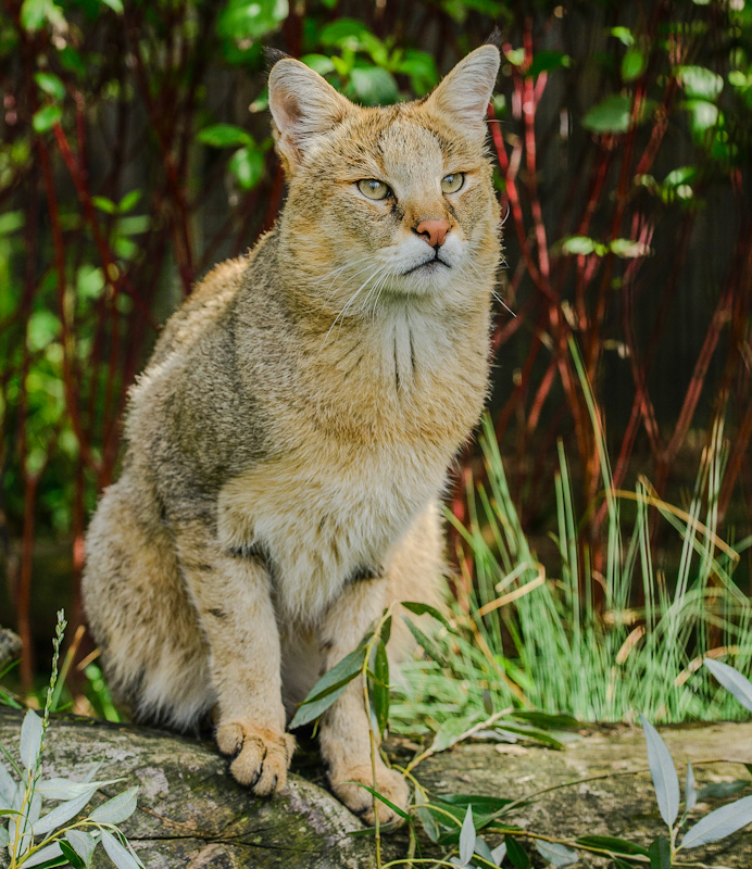 A sitting Jungle cat