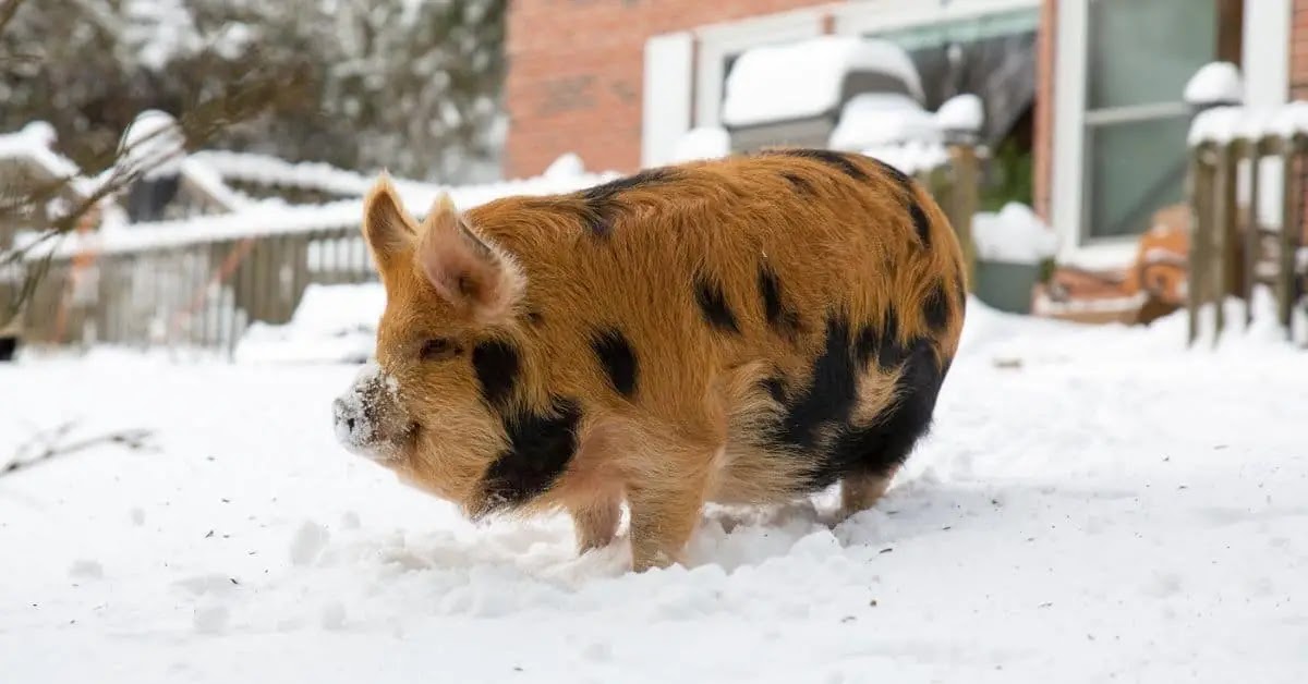 A pet Kunekune pig