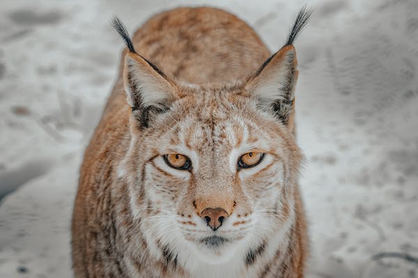 A Lynx
