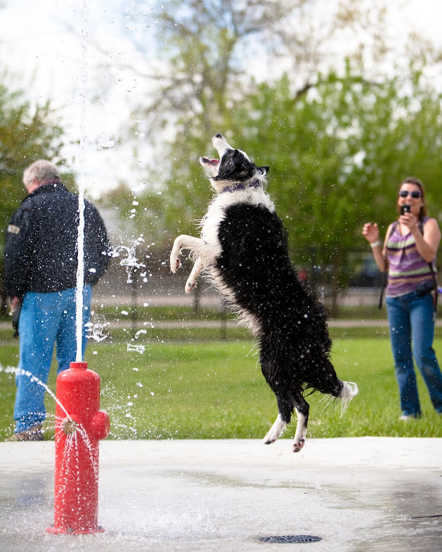 New Orleans, Louisiana dog-freindly