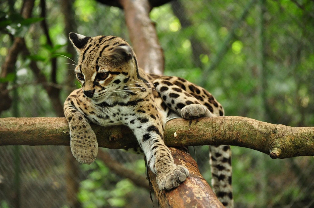 A Margay in a tree