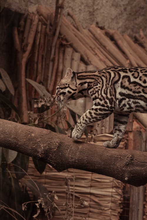 An Ocelot