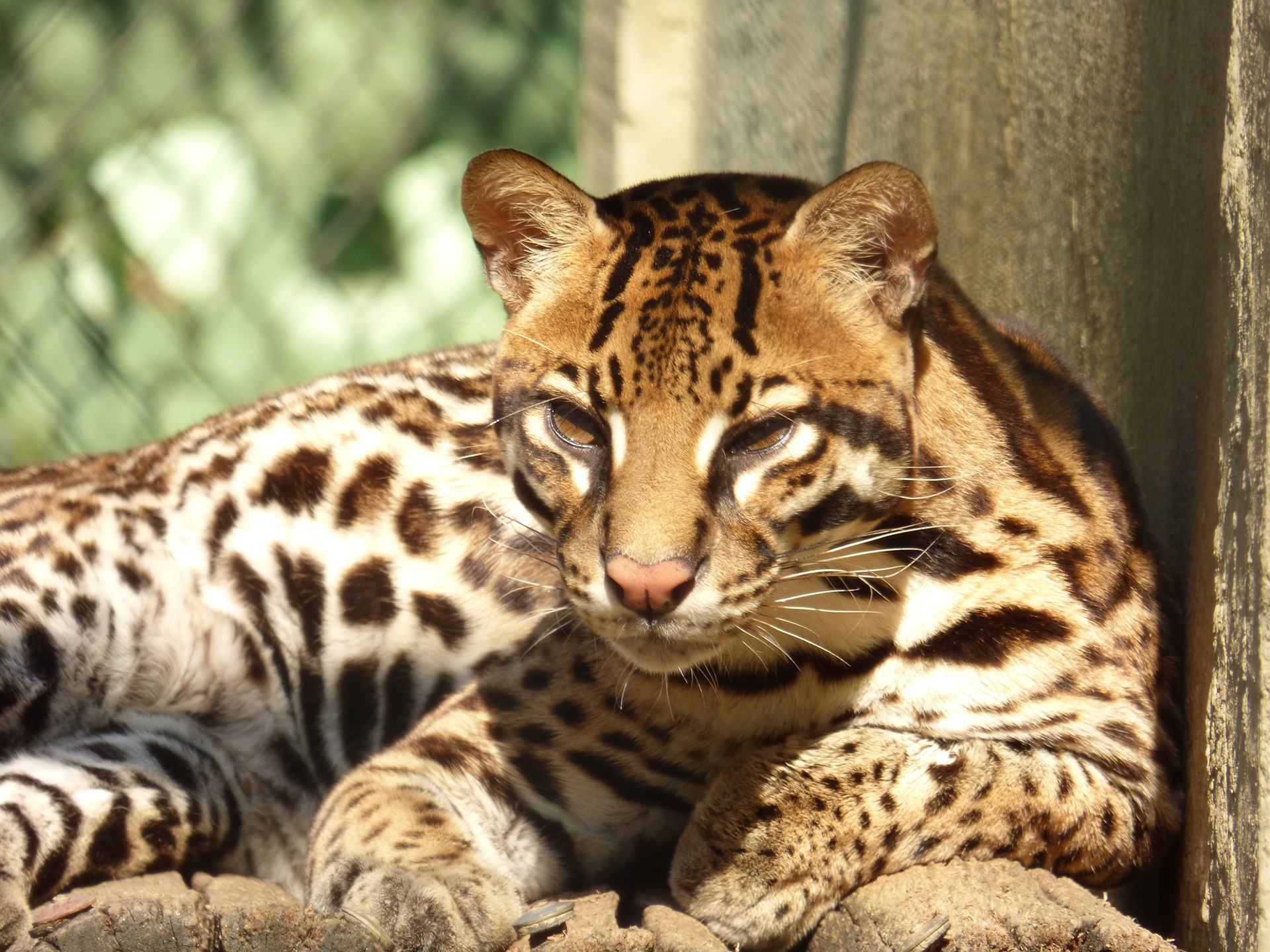 An Ocelot at Cincinnati zoo