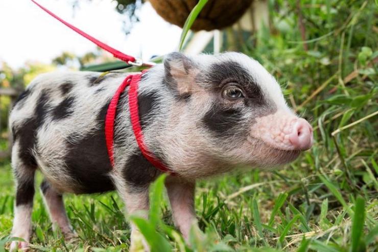 A Pet Pig