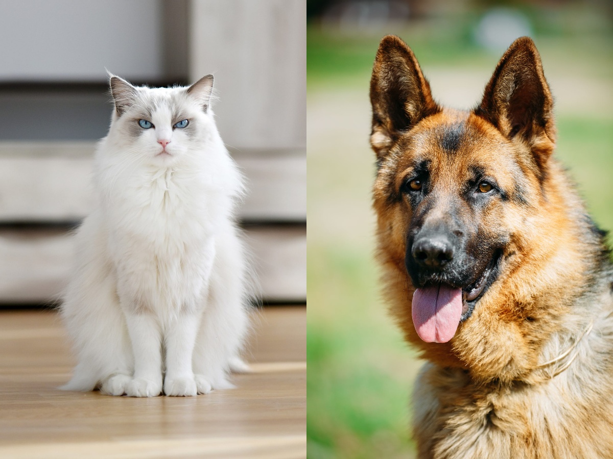 A Ragdoll Cat and a German Shepherd