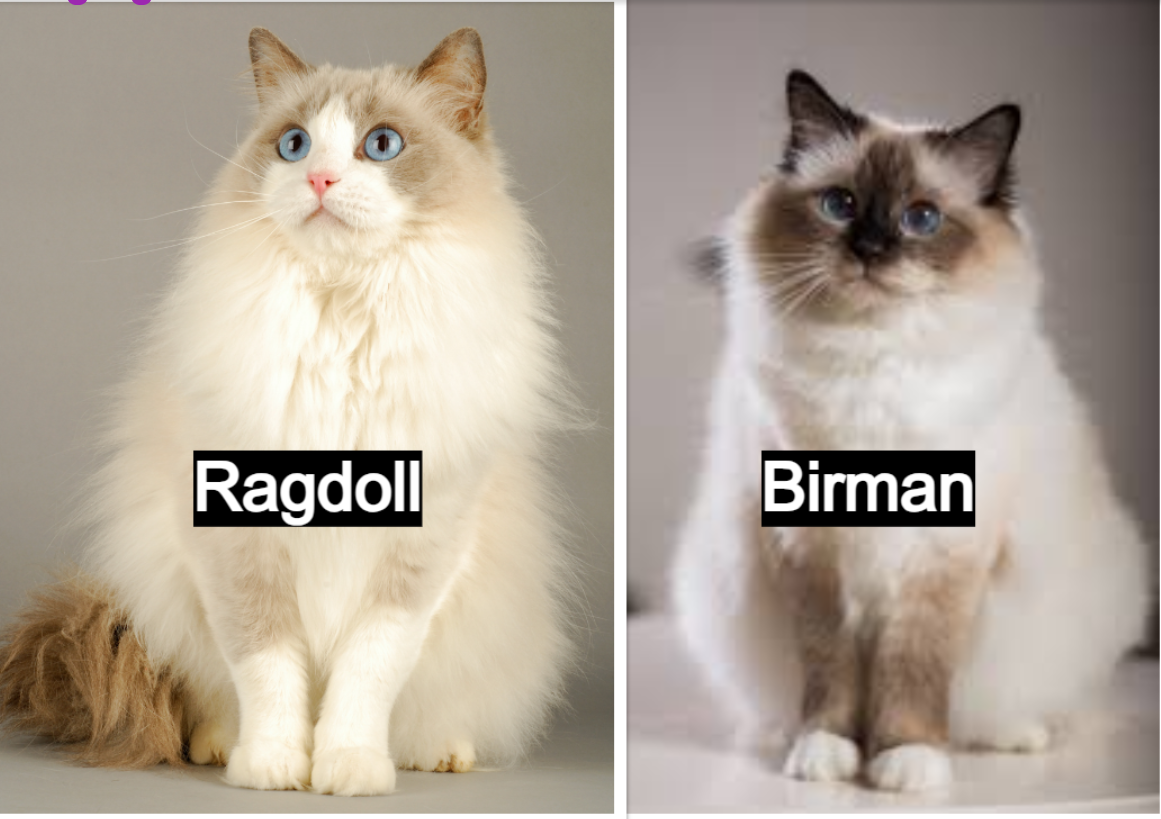 Birman vs Ragdoll