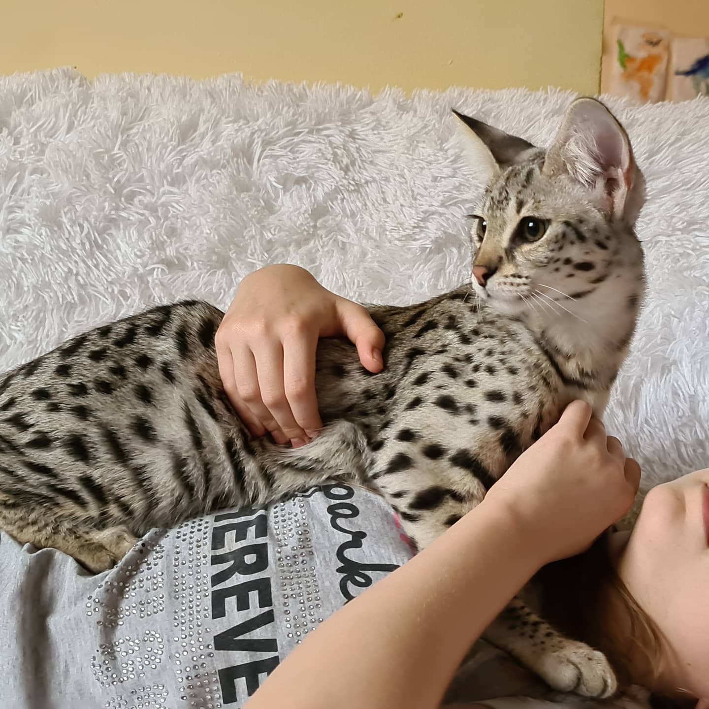 An F3 Savannah Kitten