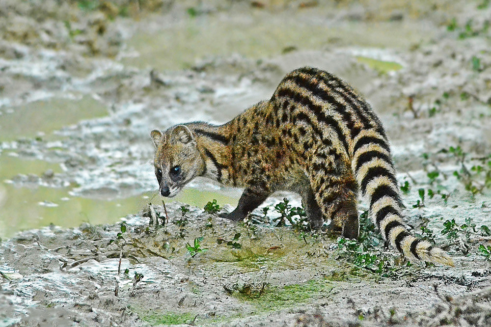 The Small Indian Civet