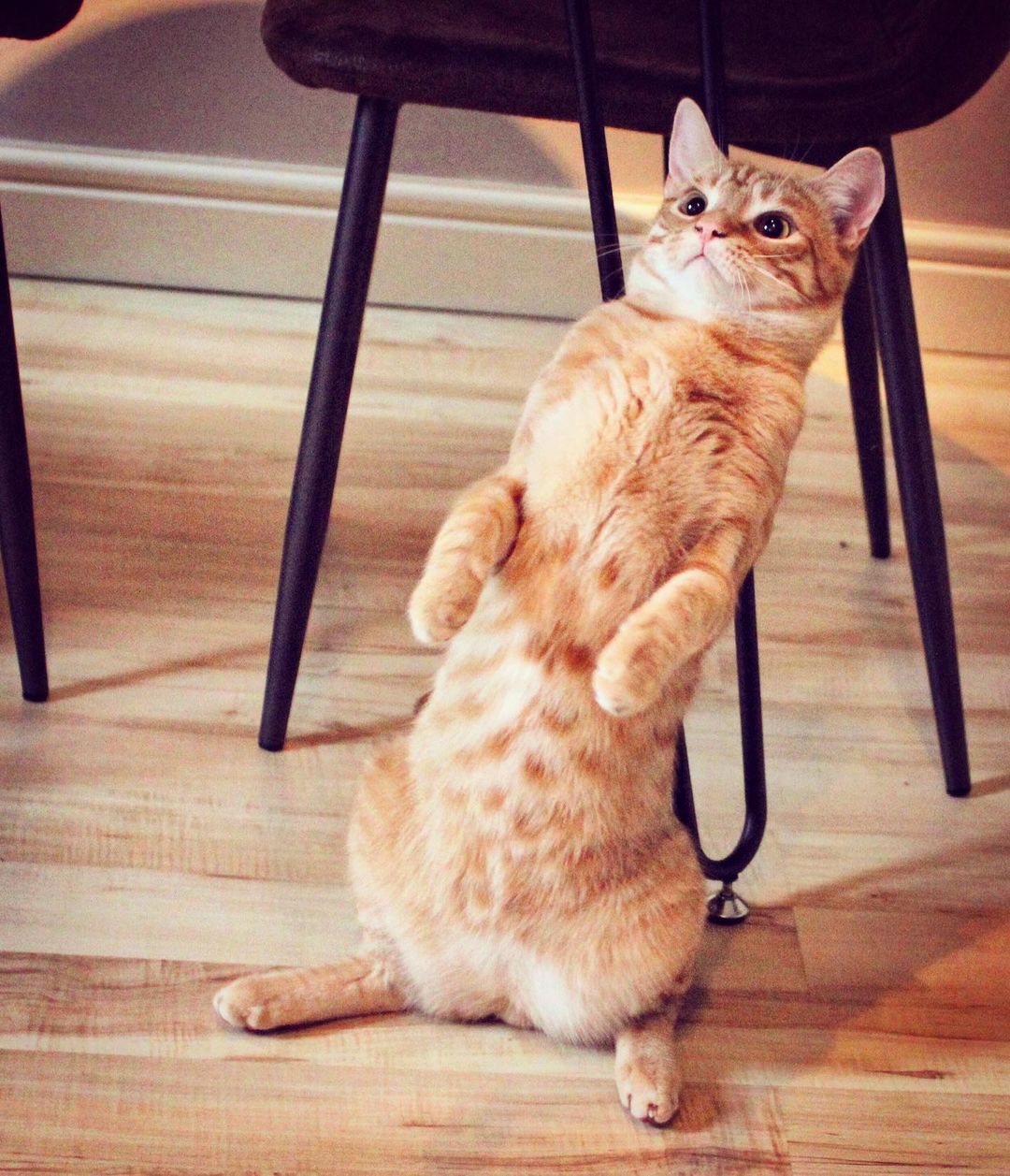 Nero the standing cat