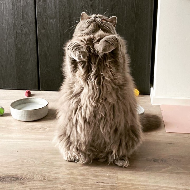Standing Fluffy Cat
