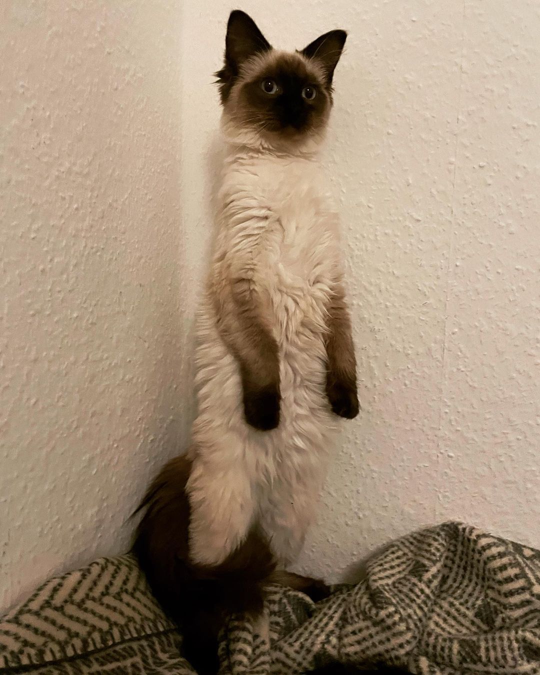 Fenja the excited cat