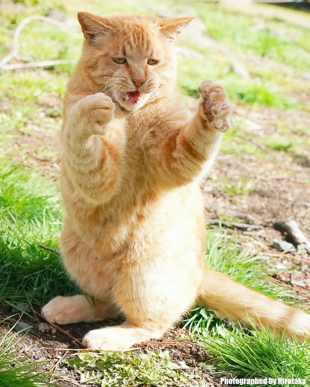 The Standing Orange Cat
