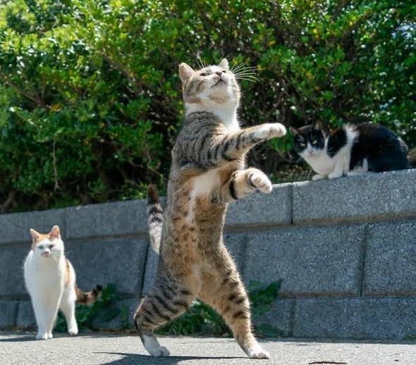 A Stray Standing Cat