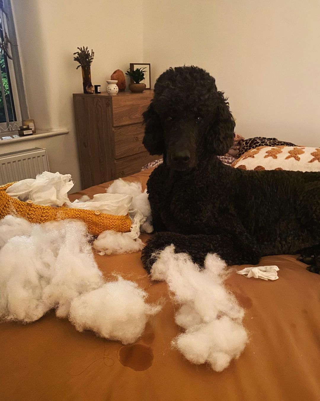 Dog caught destroying a pillow