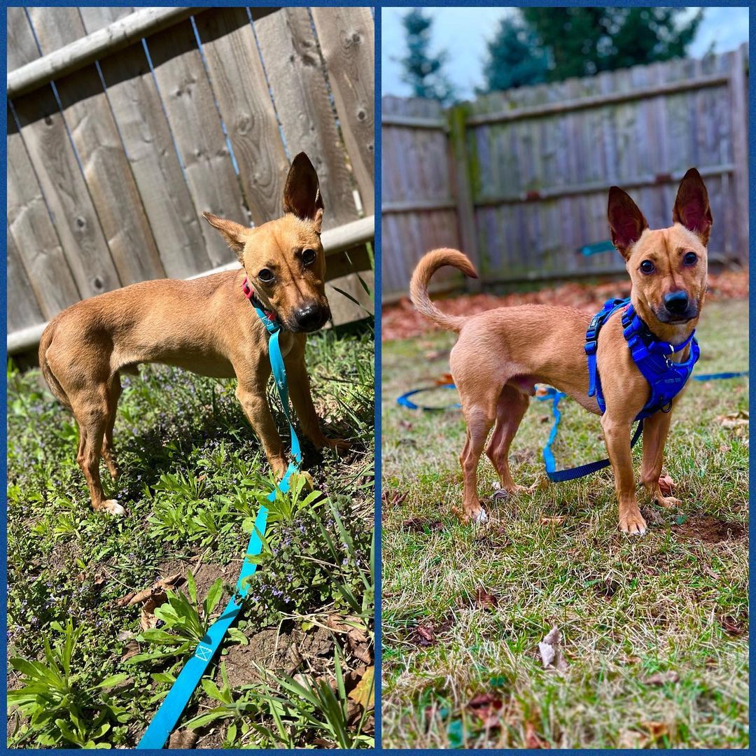 Tamale the dog’s transformation