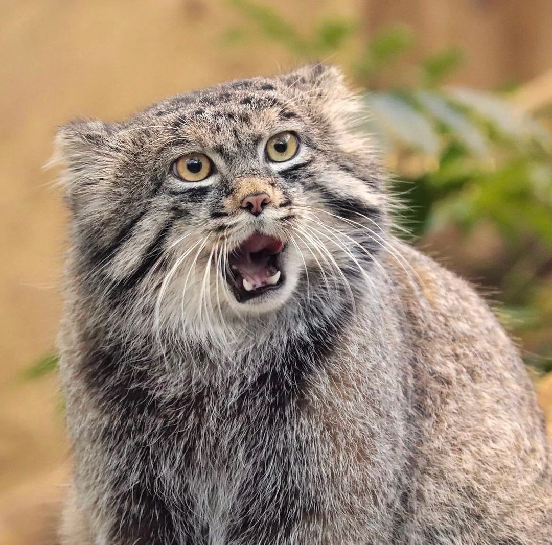 A surprised Pallas' cat