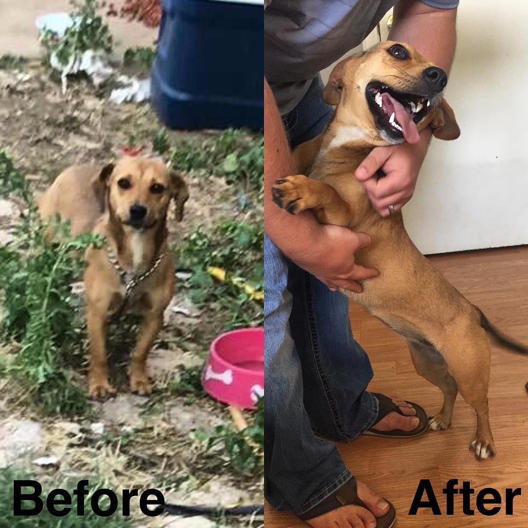 What rescue means to a dog