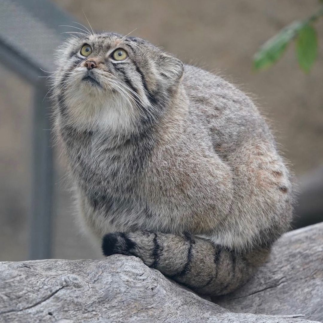A sitting Pallas' cat