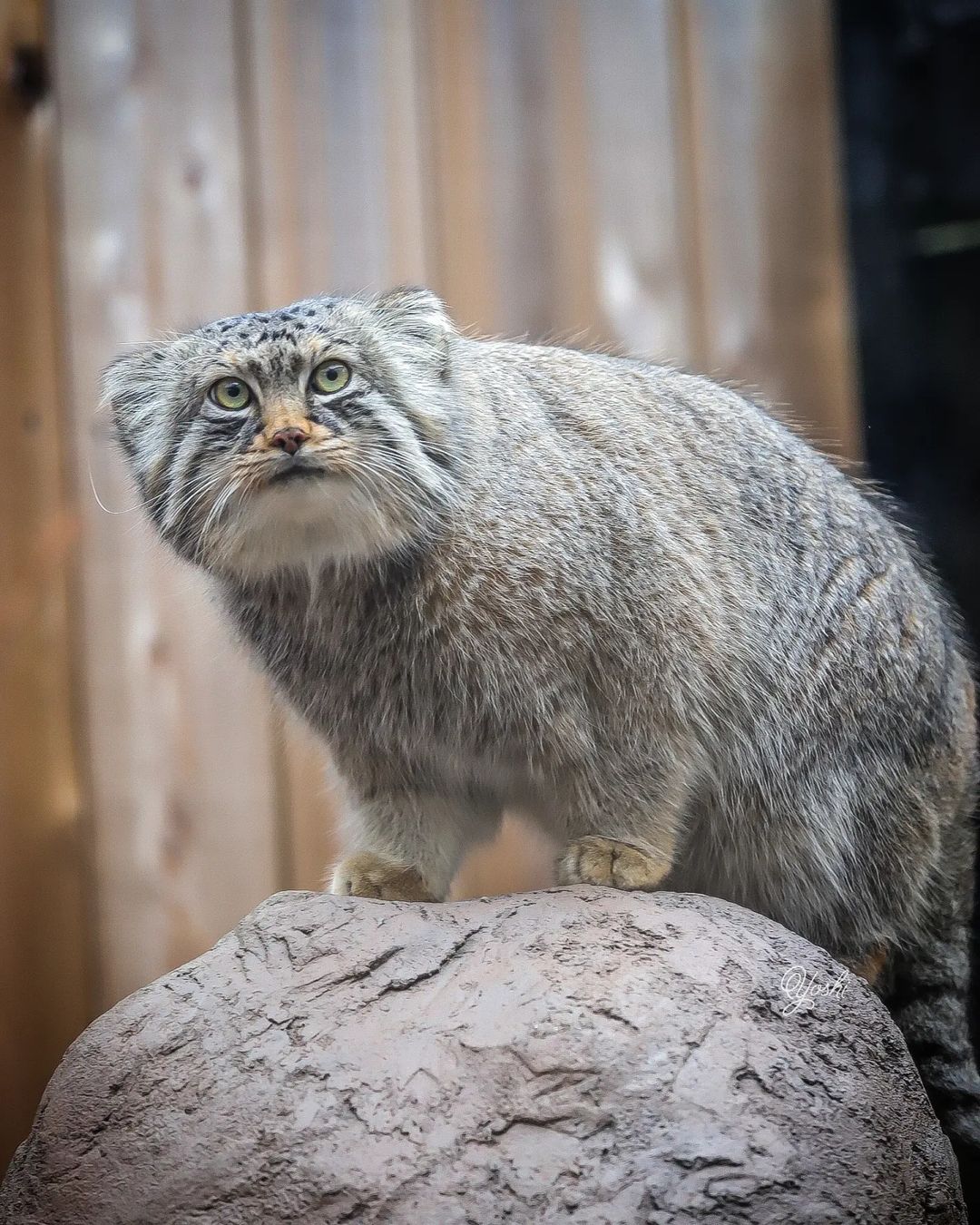 A Pallas' cat