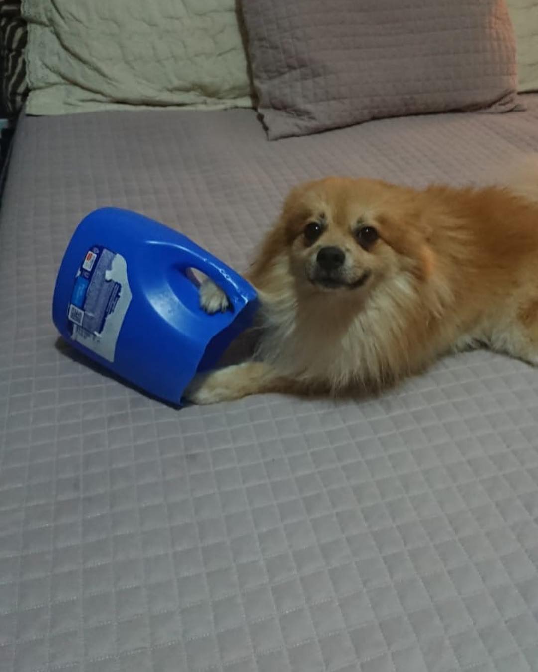 Dog caught in the act