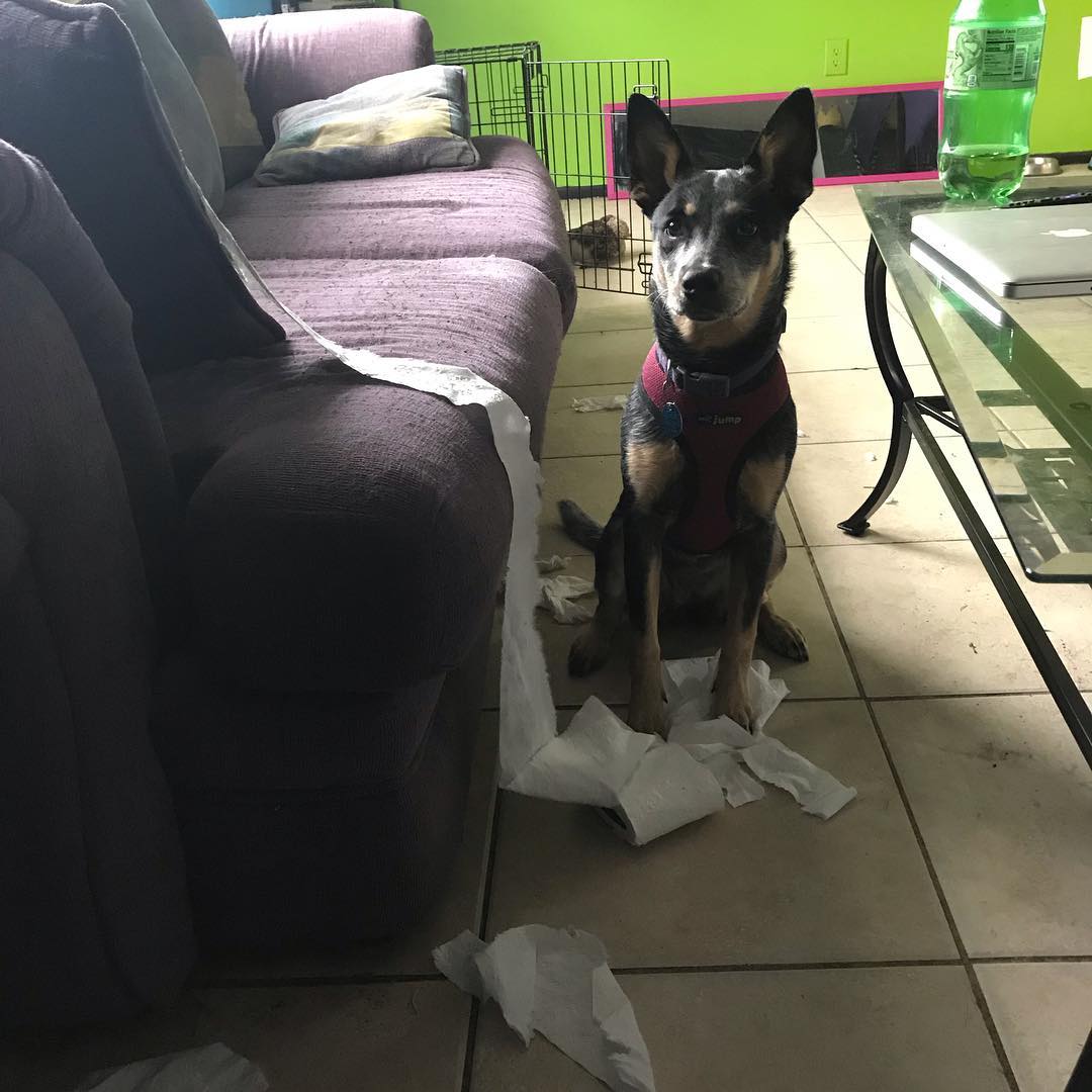 Dog caught messing things up in the living room