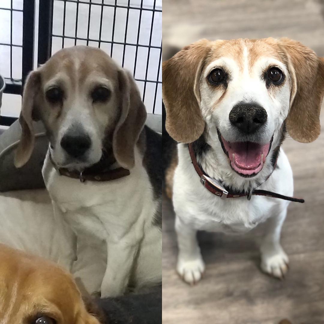 Before and After Rescue Dog
