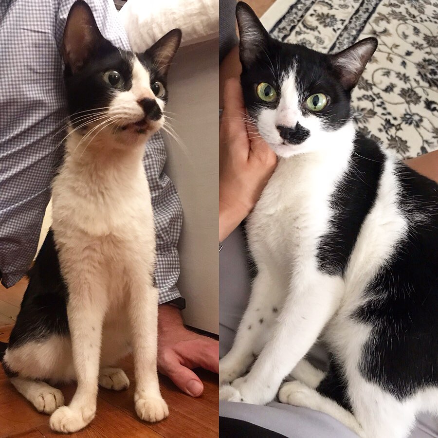 Charlotte the rescue cat