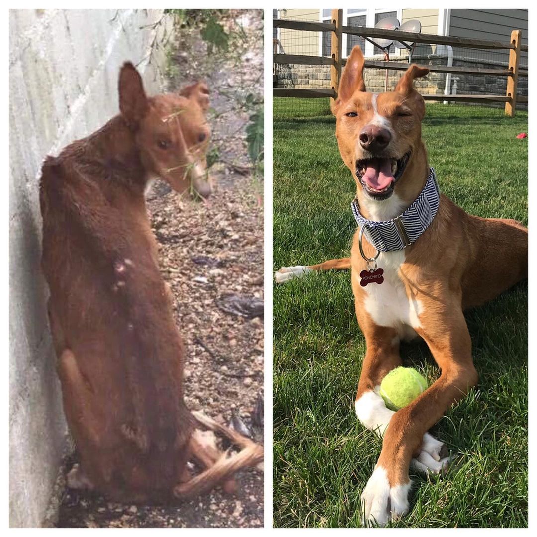 Dog From Street Life to Sweet Home!